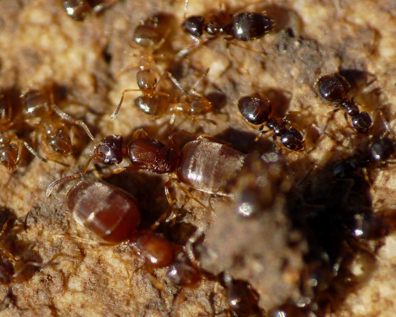 Mini formiche sicule: Plagiolepis sp.